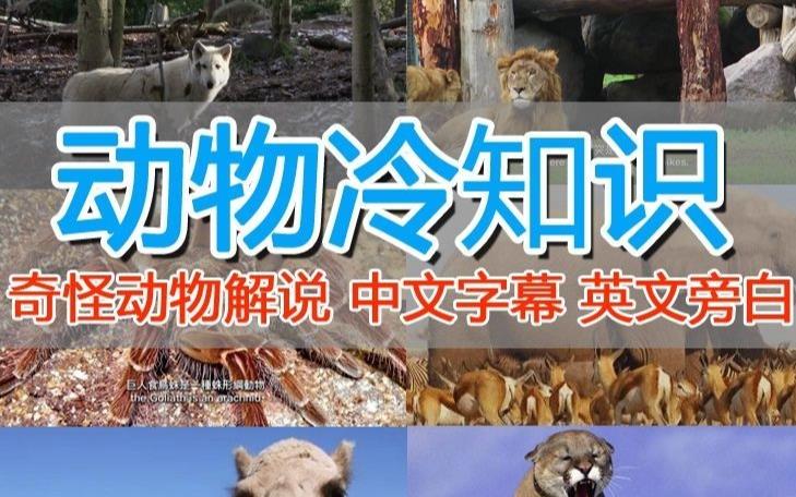 外面卖1699的国外纪录片解说（动物解说、美食、动画片）稳过中视频-汇课新知资源网