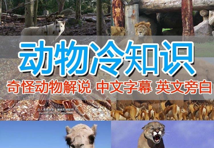 （6312期）外面卖1699的国外纪录片解说（动物解说、美食、动画片）稳过中视频-汇课新知资源网