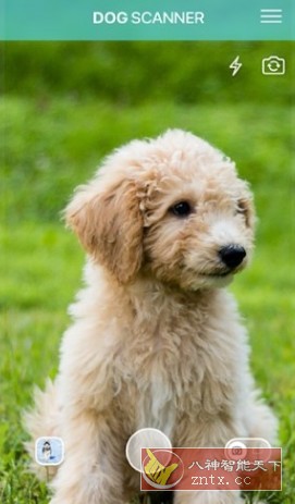 Dog Scanner 狗狗鉴定器v22.2.21-G高级版-汇课新知资源网