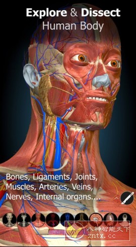 Anatomy Learning 3D解剖学v3.1.493高级版-汇课新知资源网